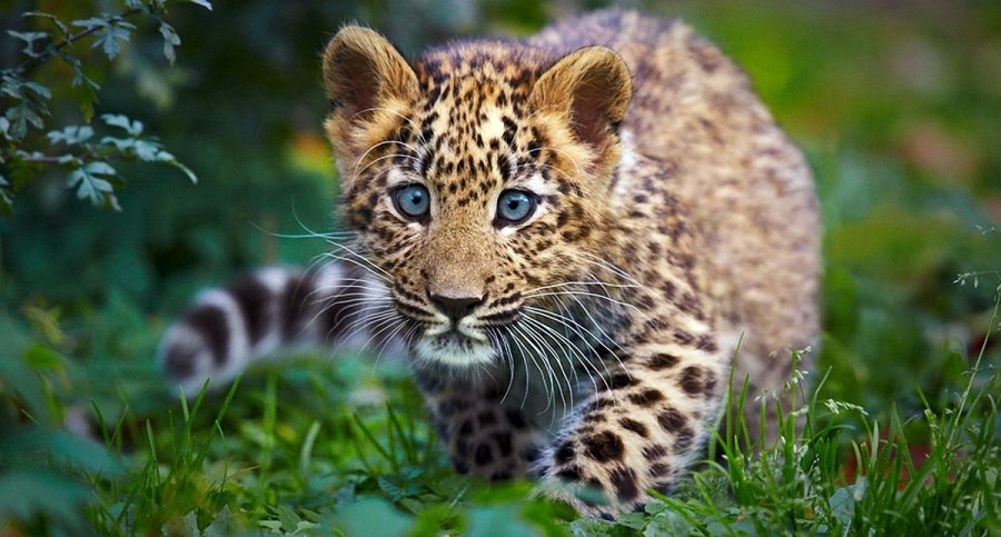 Leopard and animal welfare