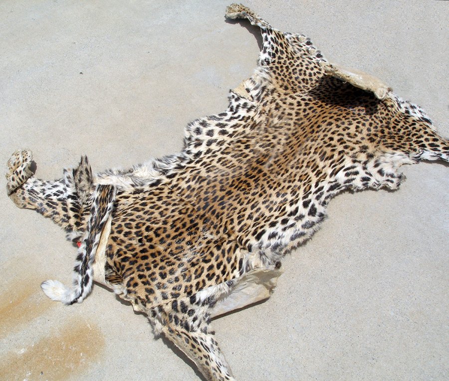 Natural skin of a leopard, photo