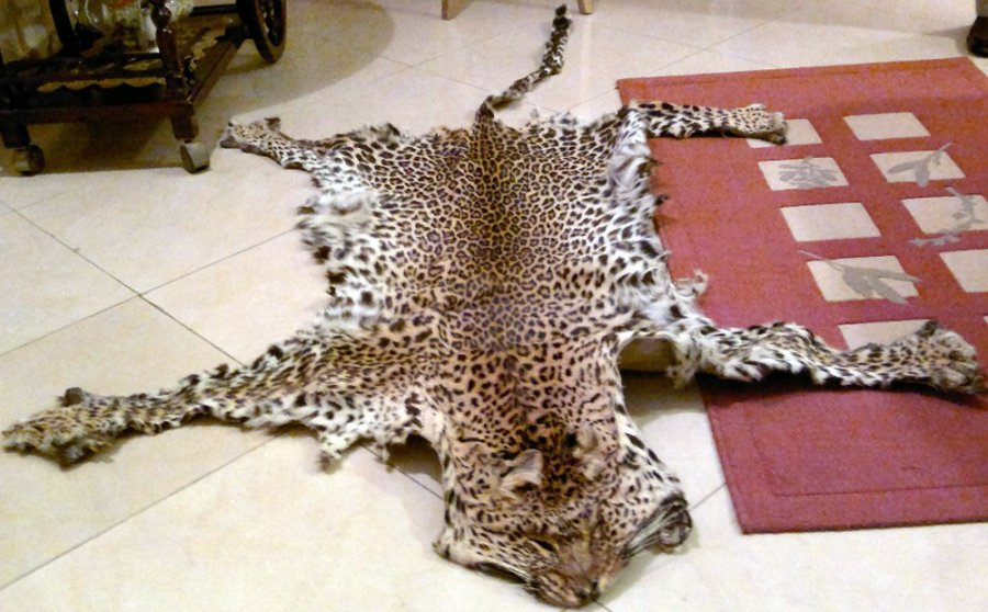 Natural skin of a leopard, photo