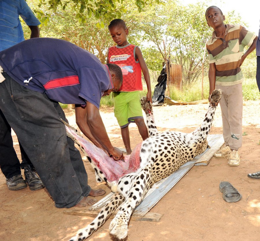 Leopard hunting, photo