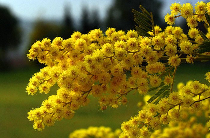 Mimosa and perfumery