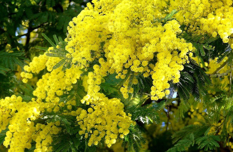 Mimosa and perfumery