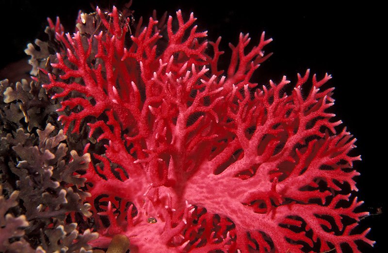 Red corals in nature