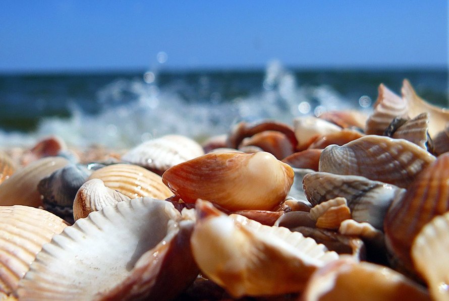 Seashells