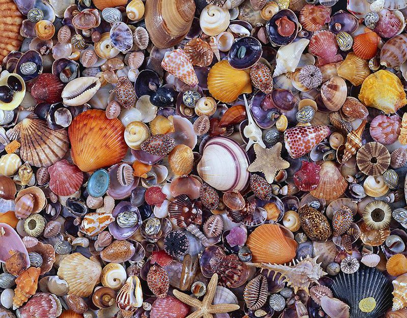 Seashells