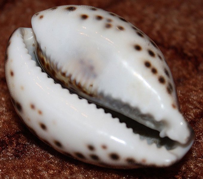 Cowrie shell