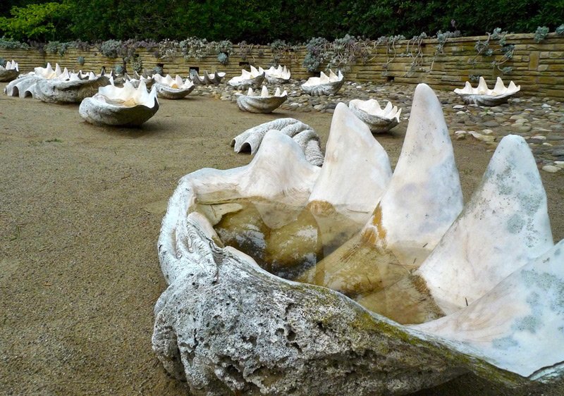 Huge seashells