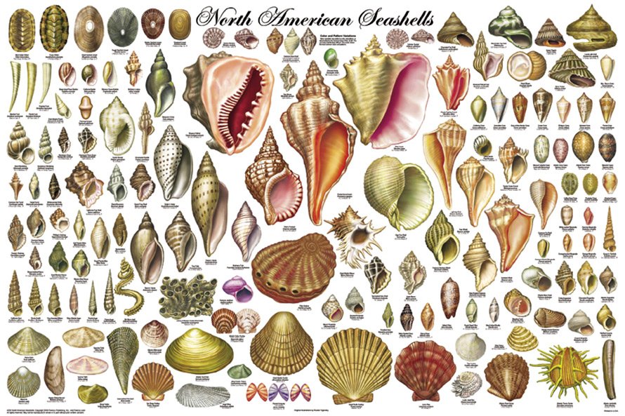 Seashells