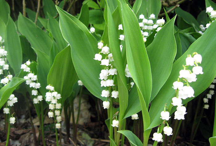 The scent of lily of the valley in perfumery