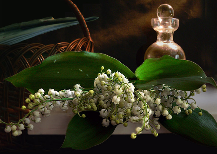 Lily of the valley perfumery