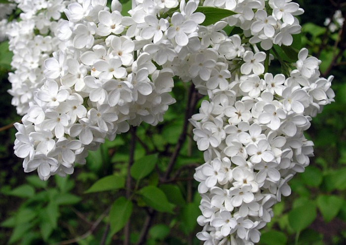 White lilac