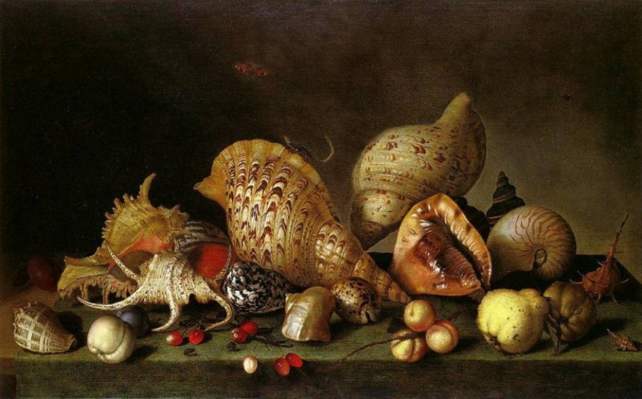 Still life with shells