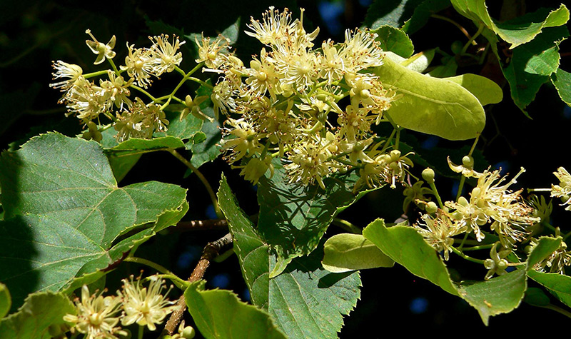 Linden flowers and leaves for hair