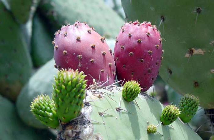 Opuntia oil - cactus oil