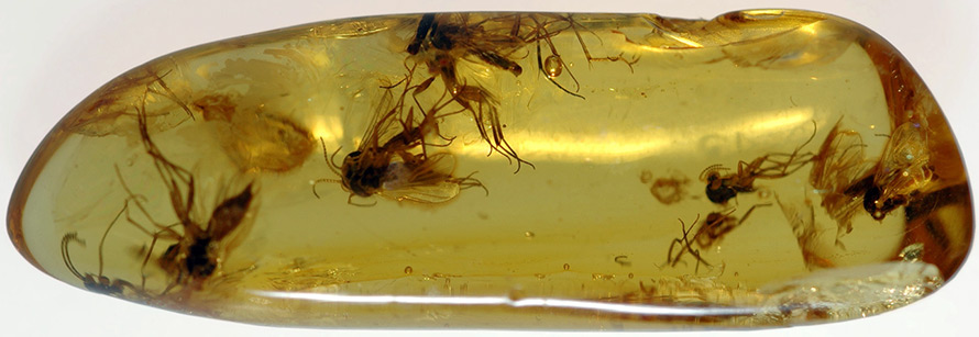 amber with insects