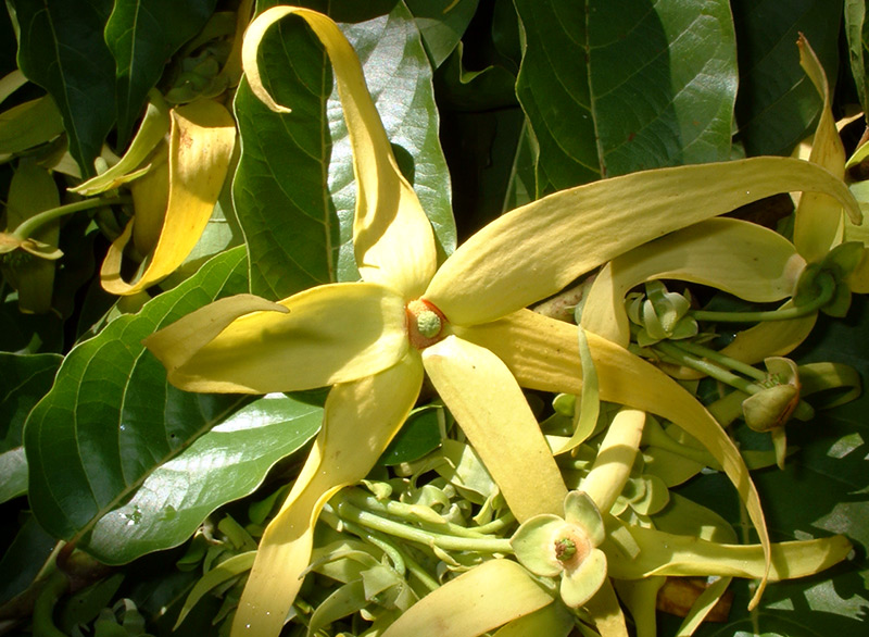 Kananga ylang-ylang tree flower