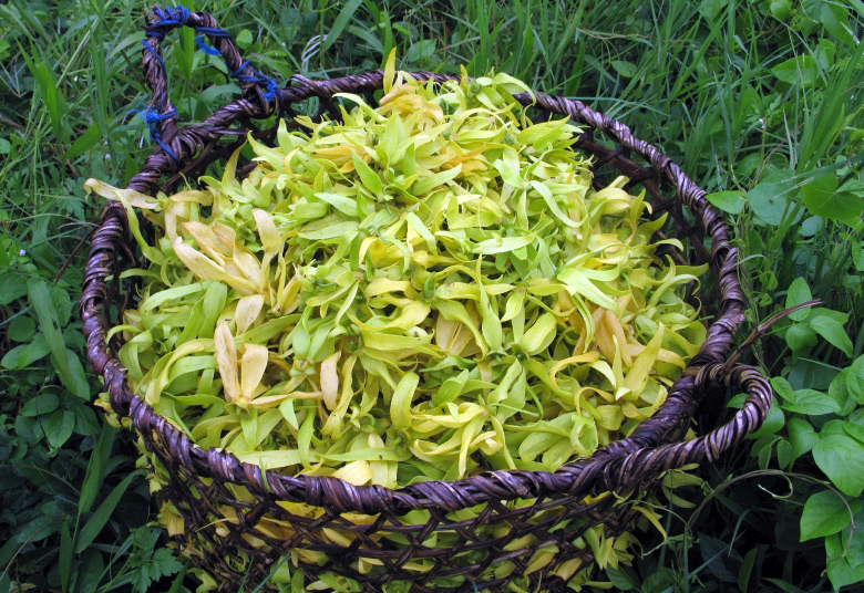 Kananga ylang-ylang tree flower