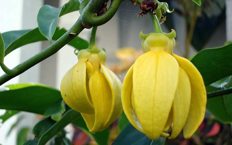 ylang-ylang flowers