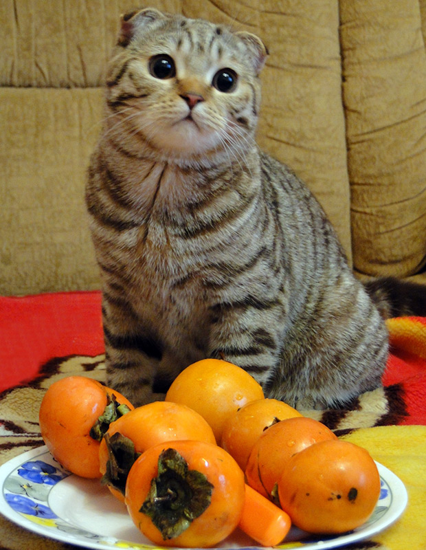 Persimmon for health and beauty