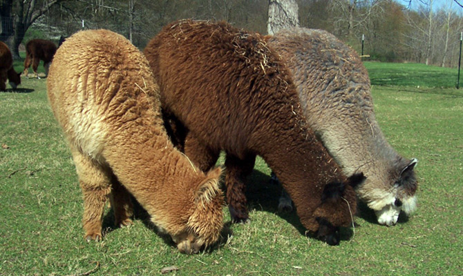 Luxurious alpaca wool