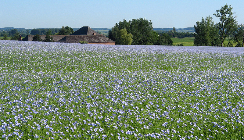 Flax on the field