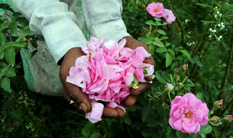 Flavors of India and the history of perfumery