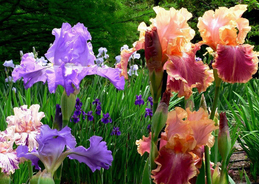 Blooming irises