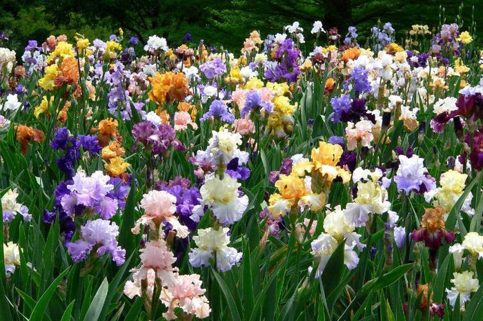 Blooming irises