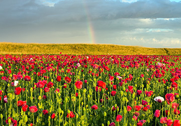 Red poppies in history and perfumery