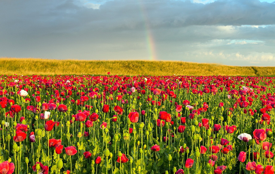 Red poppies in history and perfumery