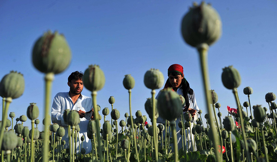 Poppy fields