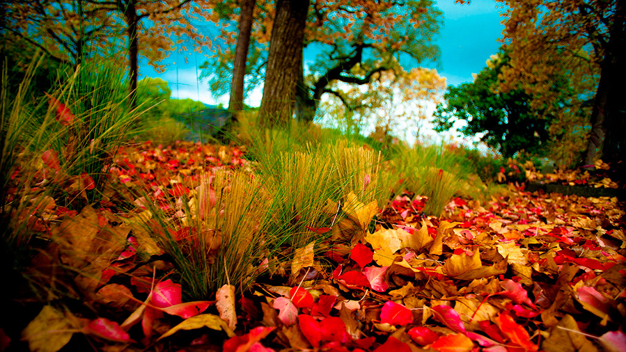 Autumn colors and shades