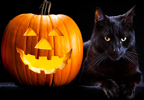 13 black cats for Halloween