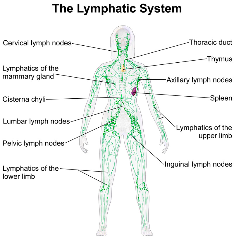 The work of the human lymphatic system and lymphatic drainage