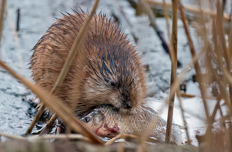 Muskrat fur