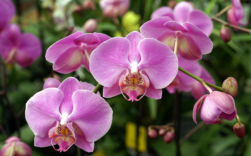 Lovely orchids