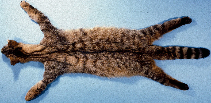 Natural cat fur