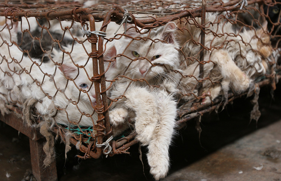 Fur products from cats in China