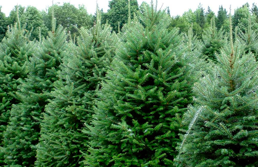 The healing properties of fir oil