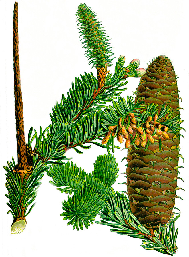 The healing properties of fir oil