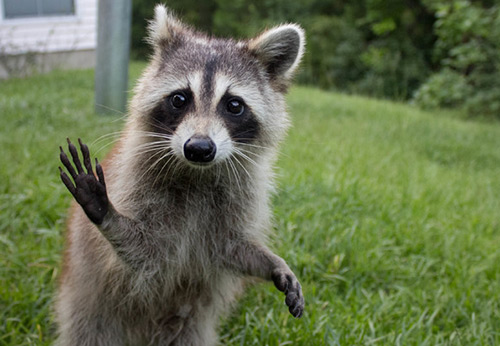 We ask the raccoon for help to increase the glory