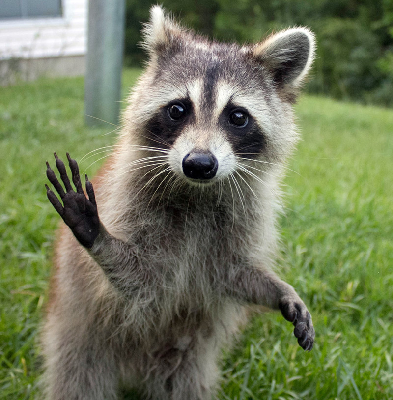 We ask the raccoon for help to increase the glory