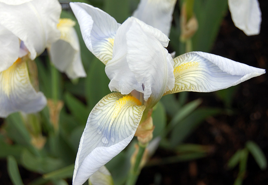 iris florentina