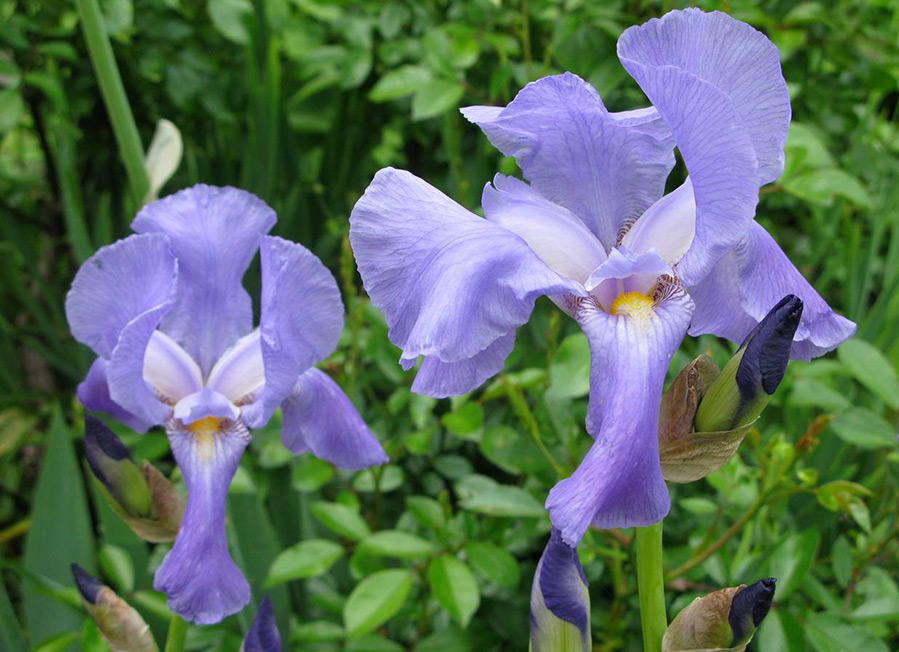 iris pallida