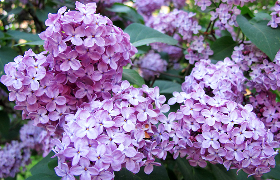 Lilac color and photo