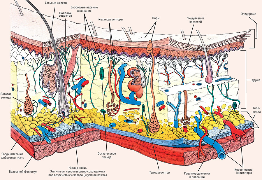 Penetration of cosmetics into the skin