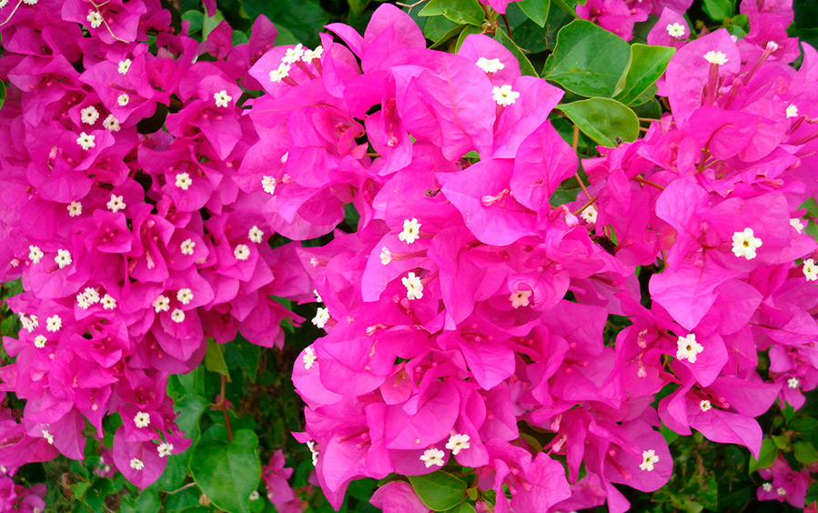 Fuchsia flowers