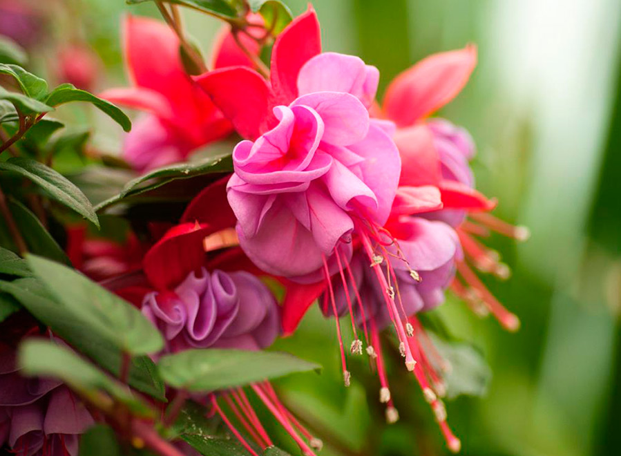 Fuchsia flowers