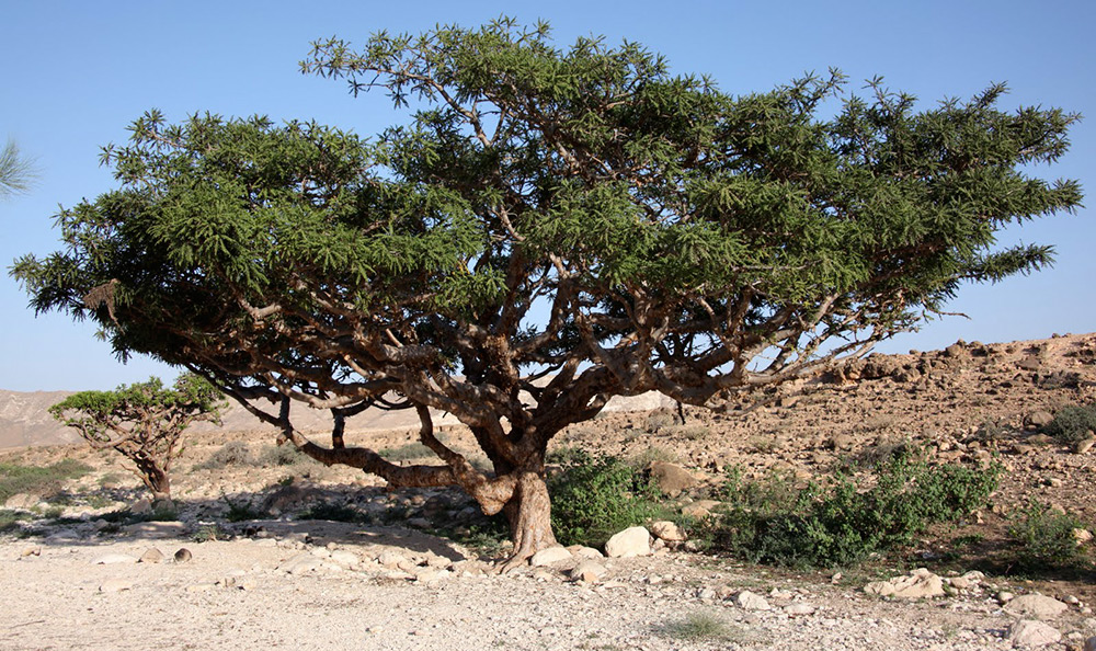 Incense tree