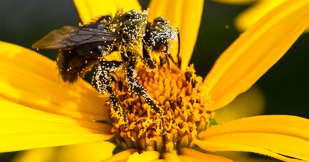 The benefits of pollen